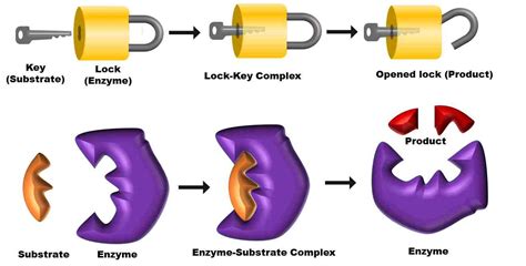 Mechanism of Enzyme Action (Activation Energy and Lock and Key ...