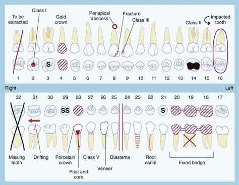 12. The Dental Examination | Pocket Dentistry