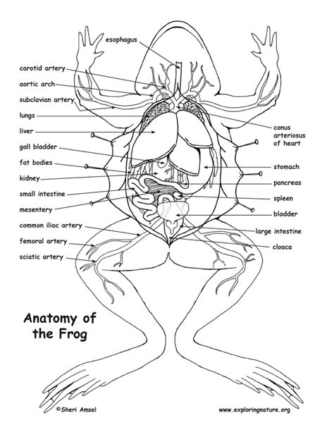 Frog Dissection Diagram and Labeling