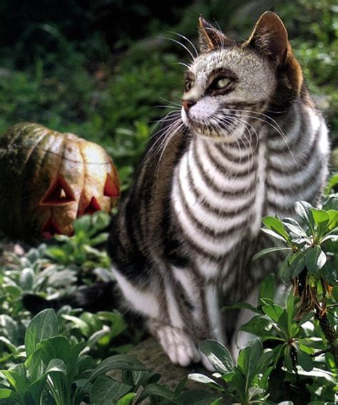 51 Terrifyingly Pawsome Halloween Cat Costumes | Bored Panda