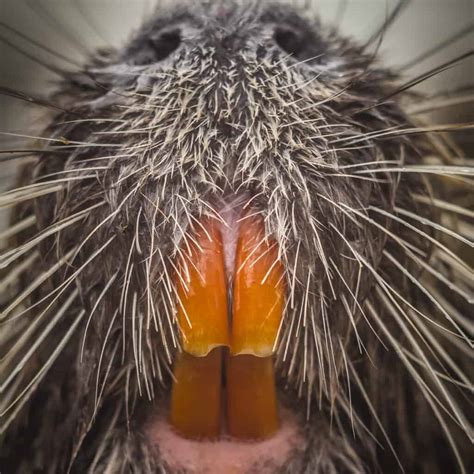 Discover Why Beavers Chew Wood and Have Orange Teeth - A-Z Animals