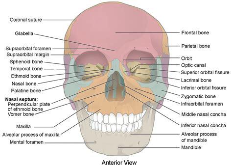 The Skull | Anatomy and Physiology I