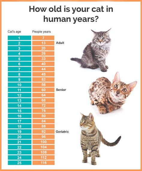 Cat Growth Stages