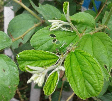 Ziziphus jujuba (Chinese Date, Common Jujuba) | North Carolina ...