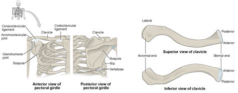 Pectoral Girdle Diagram