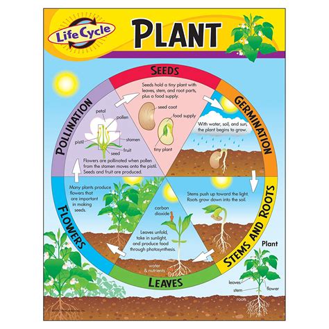 Plant Life Cycle (Term Paper) - Forestrypedia