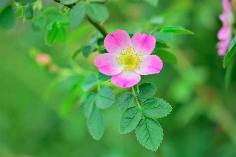 Cuidados de rosa mosqueta, una rosa silvestre muy apreciada