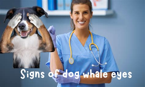 What is dog whale eye: Signs and Causes? - Pet Things Drill