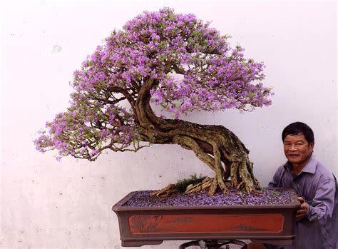 Growing and caring for a Bonsai tree | Bonsai tree, Bonsai tree types ...