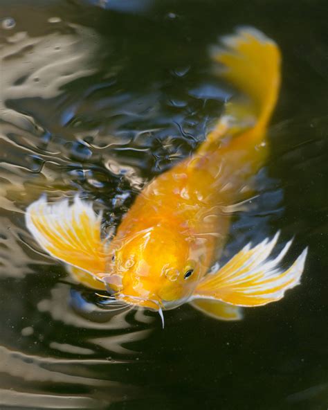 Koi Fish Gallery — Koi Story