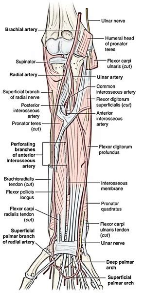 Radial Artery – Earth's Lab