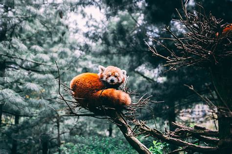 Red panda, panda, wildlife, HD wallpaper | Peakpx