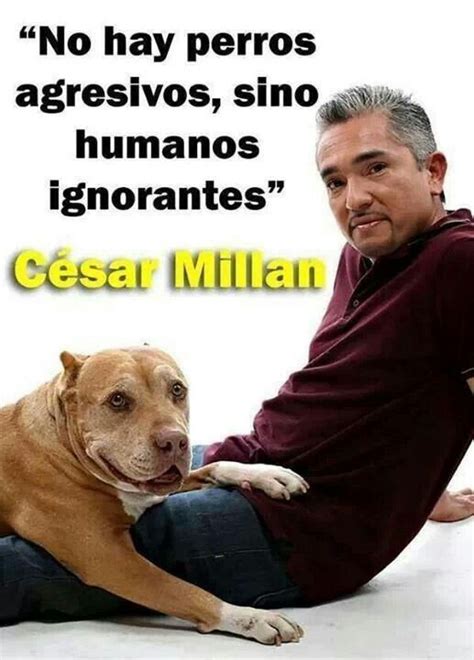 Cesar Millan Quotes. QuotesGram