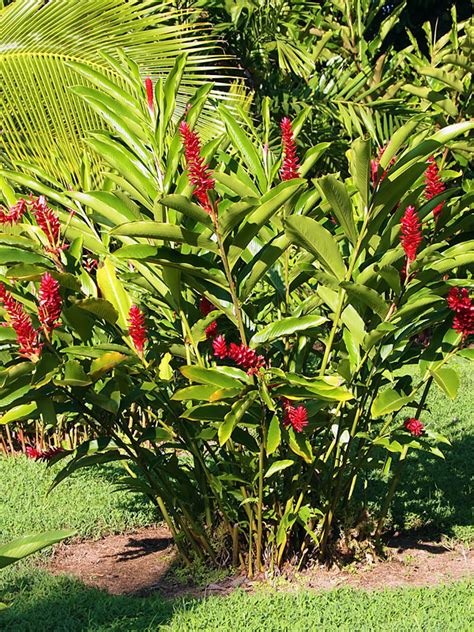 XL Petite Red Ginger Plant (alpinia purpurata) – Urban Tropicals