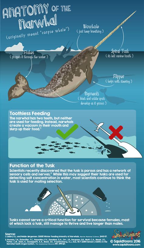 Unveiling the Fascinating Narwhal Anatomy