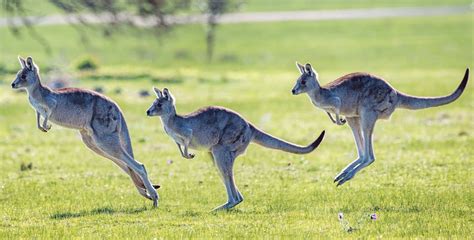 La fauna de Australia es única