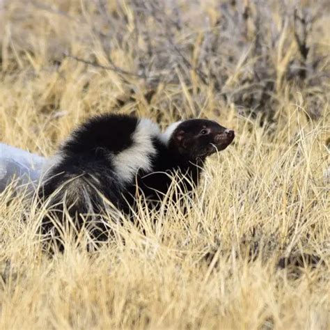 Striped Skunk - Facts, Diet, Habitat & Pictures on Animalia.bio