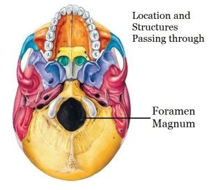 Foramen Magnum location and structures passing through it ...