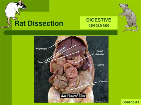 Rat Dissection Diagram Labeled