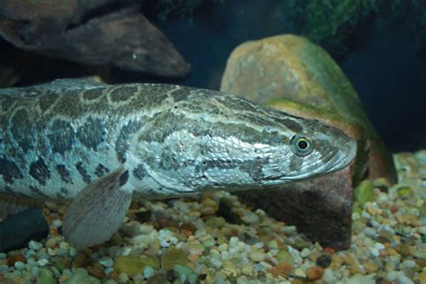 Snakehead Fish: Invasive Predators in North America | HubPages