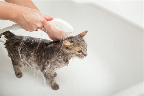 8 Helpful Tips To Bathe Your Cat Safely - Vet Approved