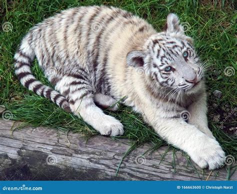 White Tiger Baby Looking into the Camera from Below. Stock Photo ...