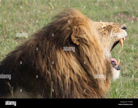 African lion roar hi-res stock photography and images - Alamy