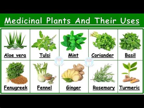 Medicinal Plants And Their Uses 25 Ayurvedic Plants Names, 49% OFF