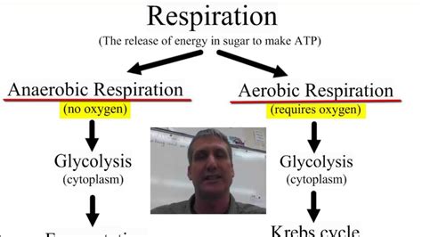 Anaerobic vs Aerobic Respiration - YouTube