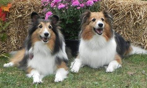 Indiana Sheltie Rescue Inc. – 628 Shelties rescued since April 1999