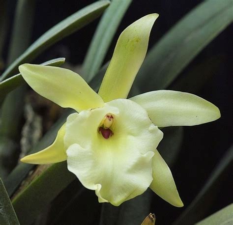 Orquídeas Brassavola【 Guía: Como Cuidar Orquídeas B. Nodosa