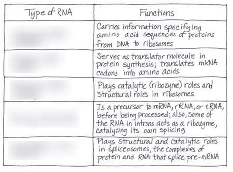 Types of RNA and Functions Diagram | Quizlet