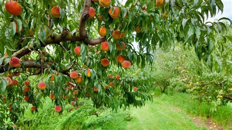 How To Grow And Prune A Peach Tree - Bunnings Australia