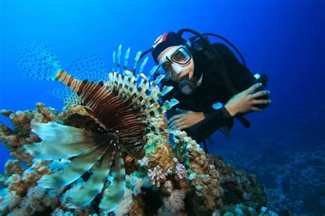 Learn How to Become a Marine Biologist - Careers, Education, Salary