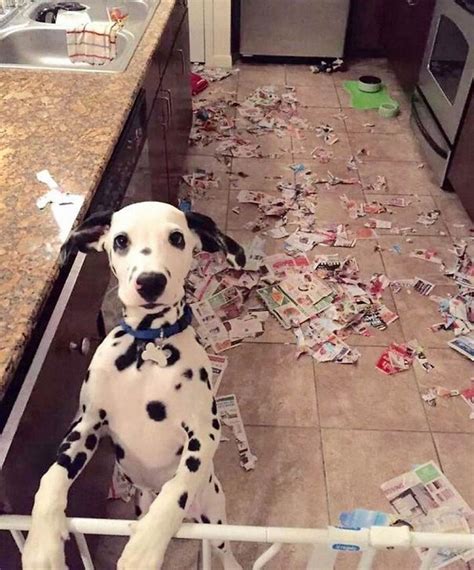 15 Dogs Who Were Only Left Alone For 5 Minutes...