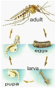 Midge Life Cycle