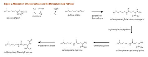 Isothiocyanates | Linus Pauling Institute | Oregon State University