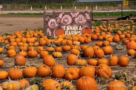 Tanaka Farms & Pumpkin Patch in Irvine | LaptrinhX / News