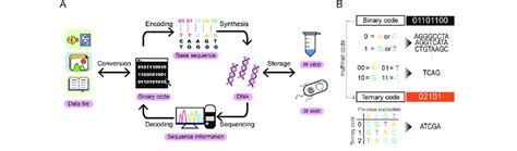 Overview of DNA data storage system. (A) The schematic mechanism of the ...