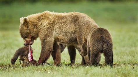 Mother Bear eating one of her cubs : r/WTF_Nature