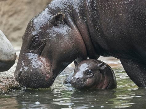 コビトカバの赤ちゃん、初めてのサルとの遭遇へ | 動物園・水族館の動物福祉を学びたい人のためのサイト「ZAWAW」