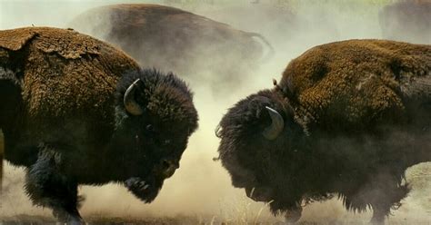 The Yellowstone Bison Population Is In Serious Danger - Daily Freedom ...