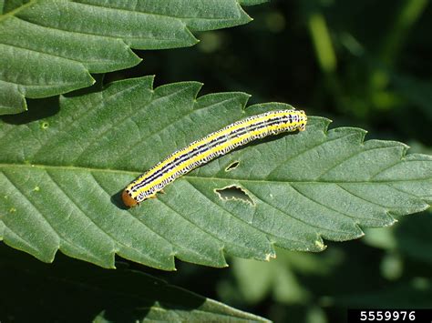 zebra caterpillar (Melanchra picta)