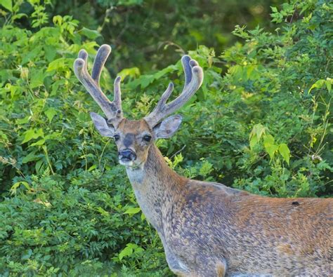 Large Velvet 8 Point Whitetail Buck | Steve Creek Wildlife Photography