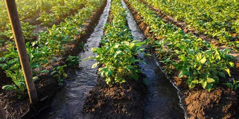 What Is Irrigation? Types, Methods & Importance of Irrigation