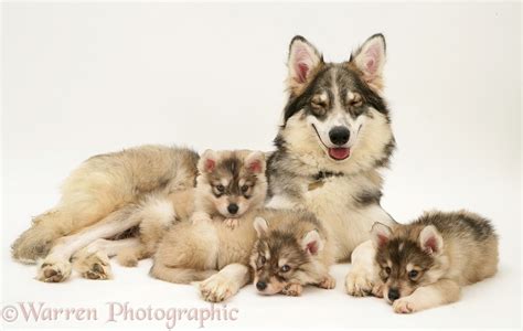 Dogs: Utonagan bitch with three puppies photo WP13116