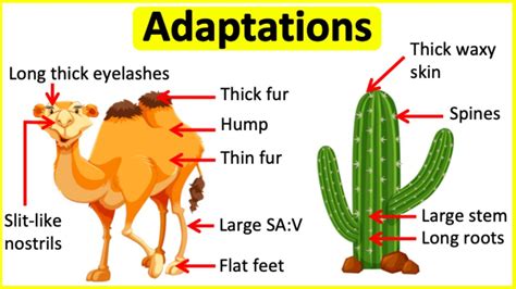 Adaptation Of Animals Examples