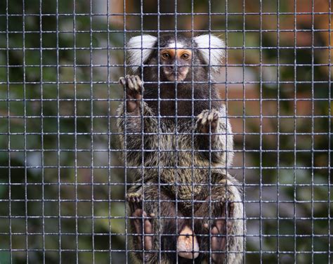 Animal Common Marmoset Mammal - Free photo on Pixabay - Pixabay