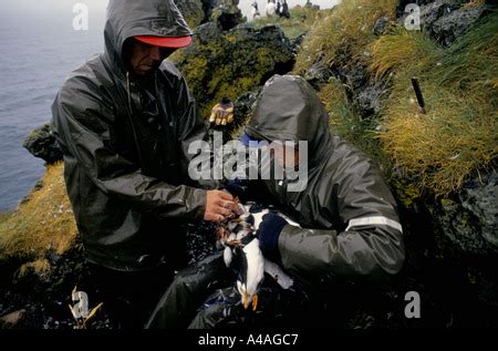 WESTMANN ISLANDS, ICELAND, JULY 1993: Puffin Hunting: Puffin hunters ...