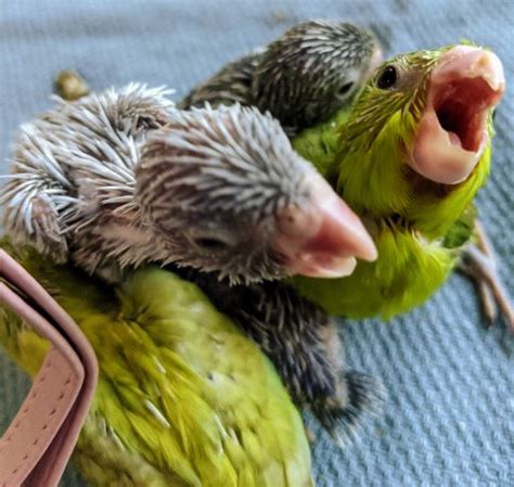 Feeding 🦜 Parrotlet Babies – How Do You Feed Parrot Babies? | Parrot ...